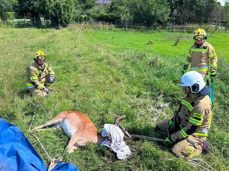 Interwencje strażaków w sierpniu